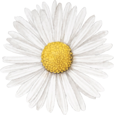 Common Daisy Flower